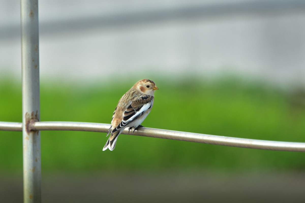 Snow Bunting - ML645277988