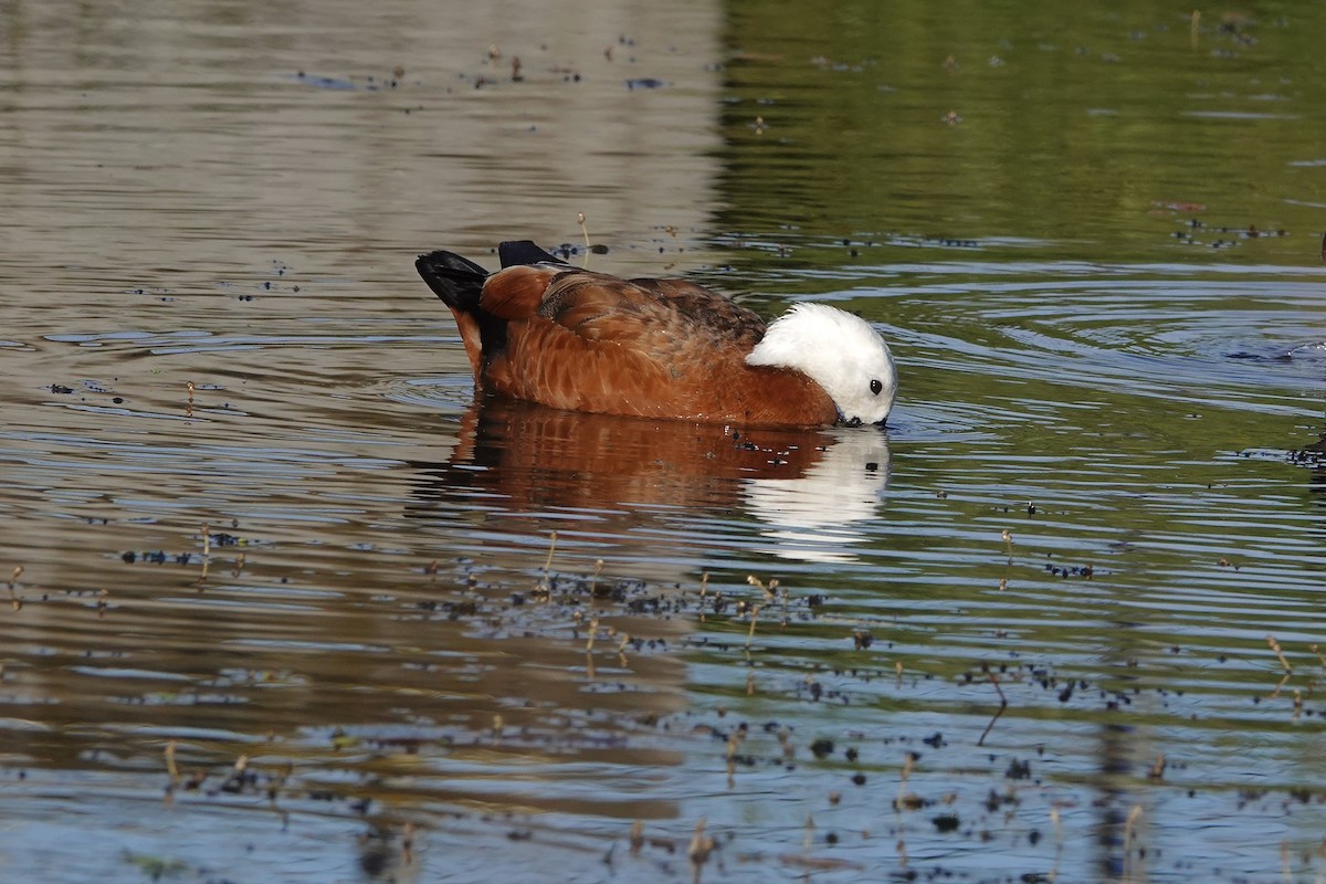 Paradise Shelduck - ML645277989