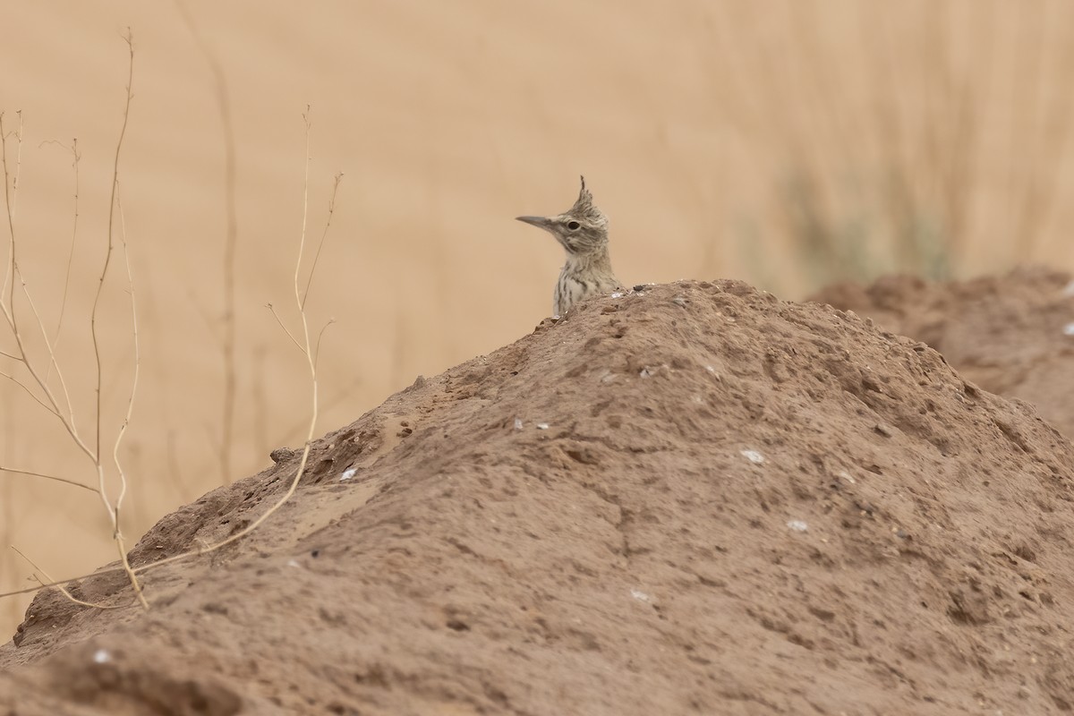 Crested Lark (Maghreb) - ML645277991