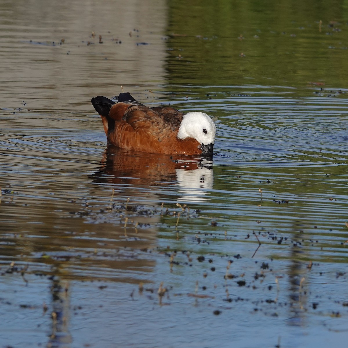 Paradise Shelduck - ML645277997