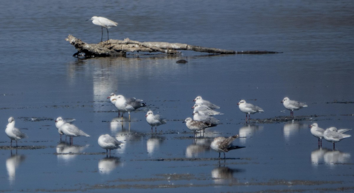 Seidenreiher - ML645277998