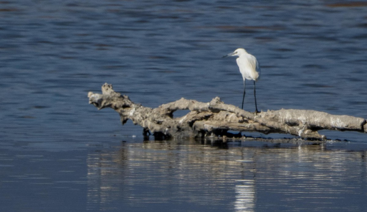 Seidenreiher - ML645277999