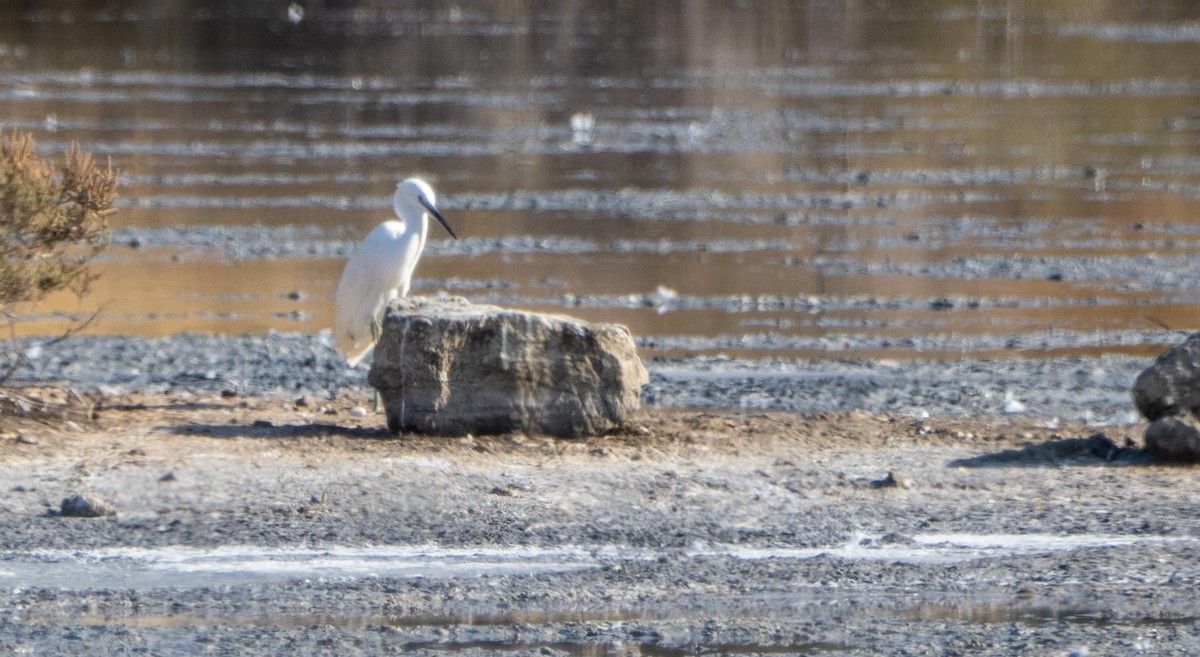 Seidenreiher - ML645278000