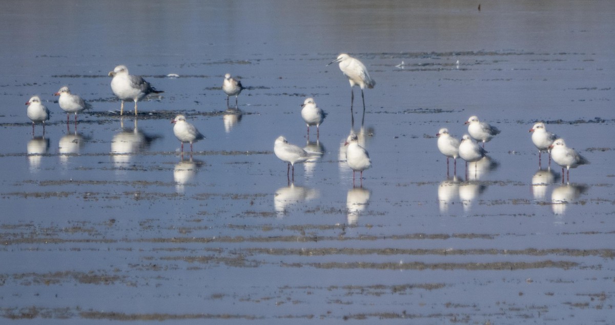 Seidenreiher - ML645278001