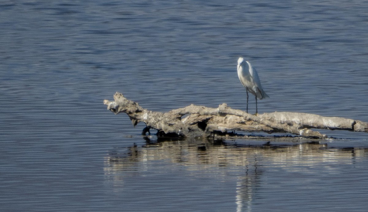 Seidenreiher - ML645278002