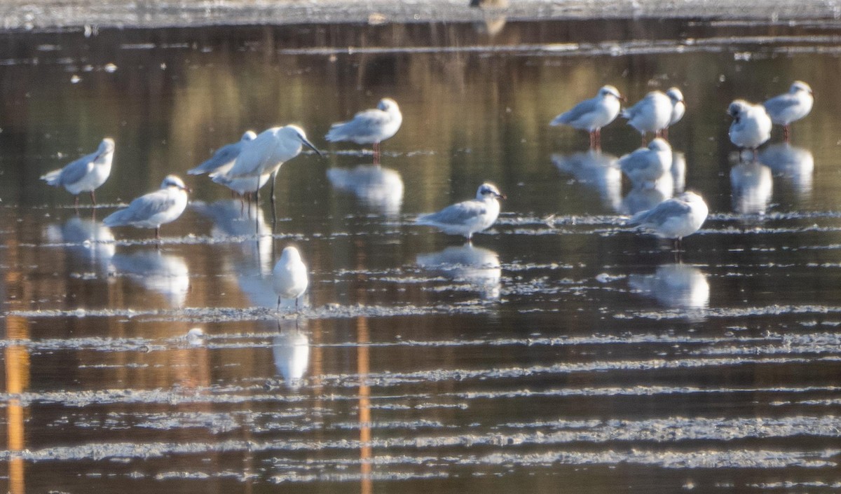 Seidenreiher - ML645278003