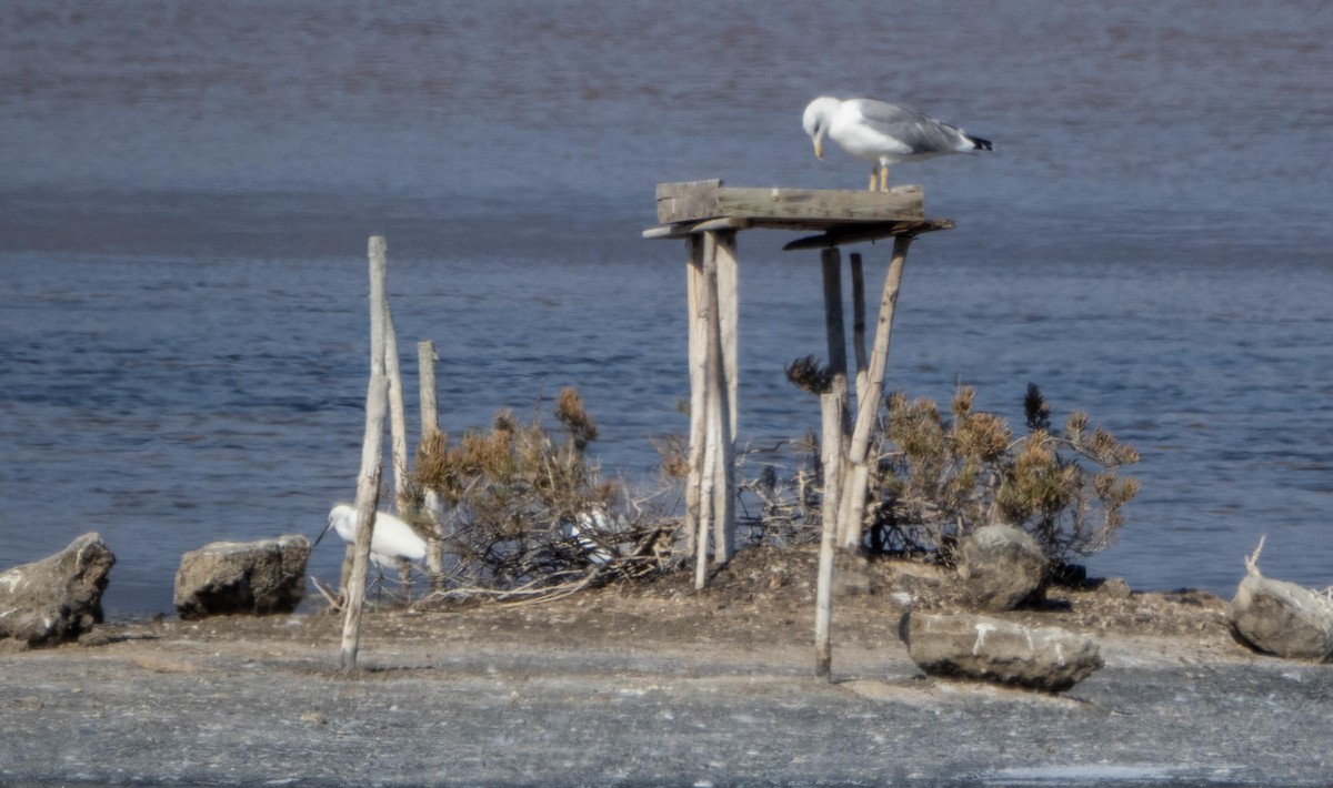 Seidenreiher - ML645278004