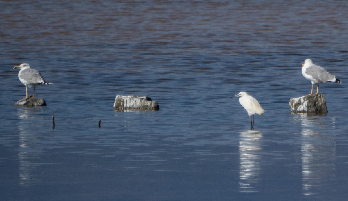 Seidenreiher - ML645278005