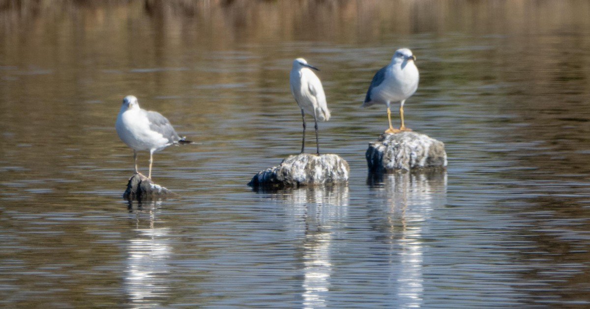 Seidenreiher - ML645278006