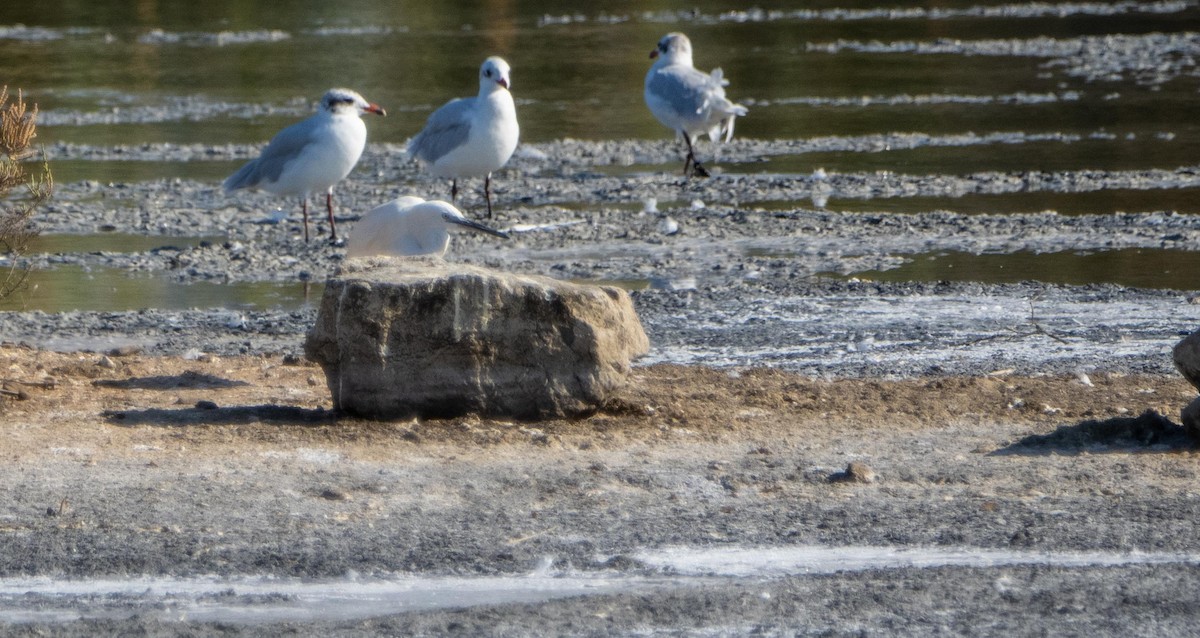 Seidenreiher - ML645278007