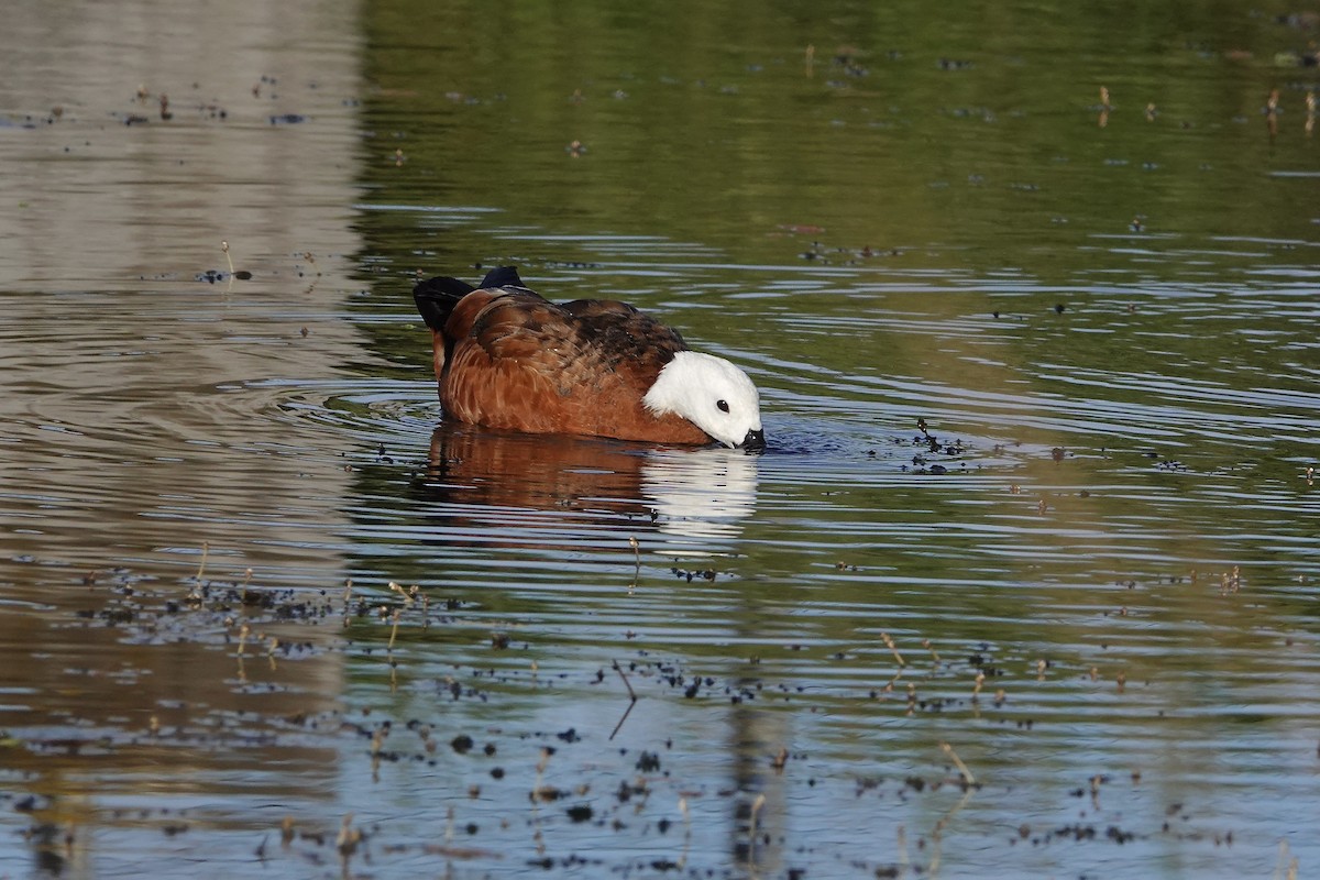 Paradise Shelduck - ML645278015