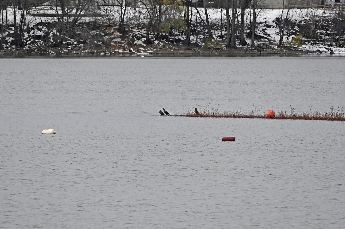 Double-crested Cormorant - ML645278017