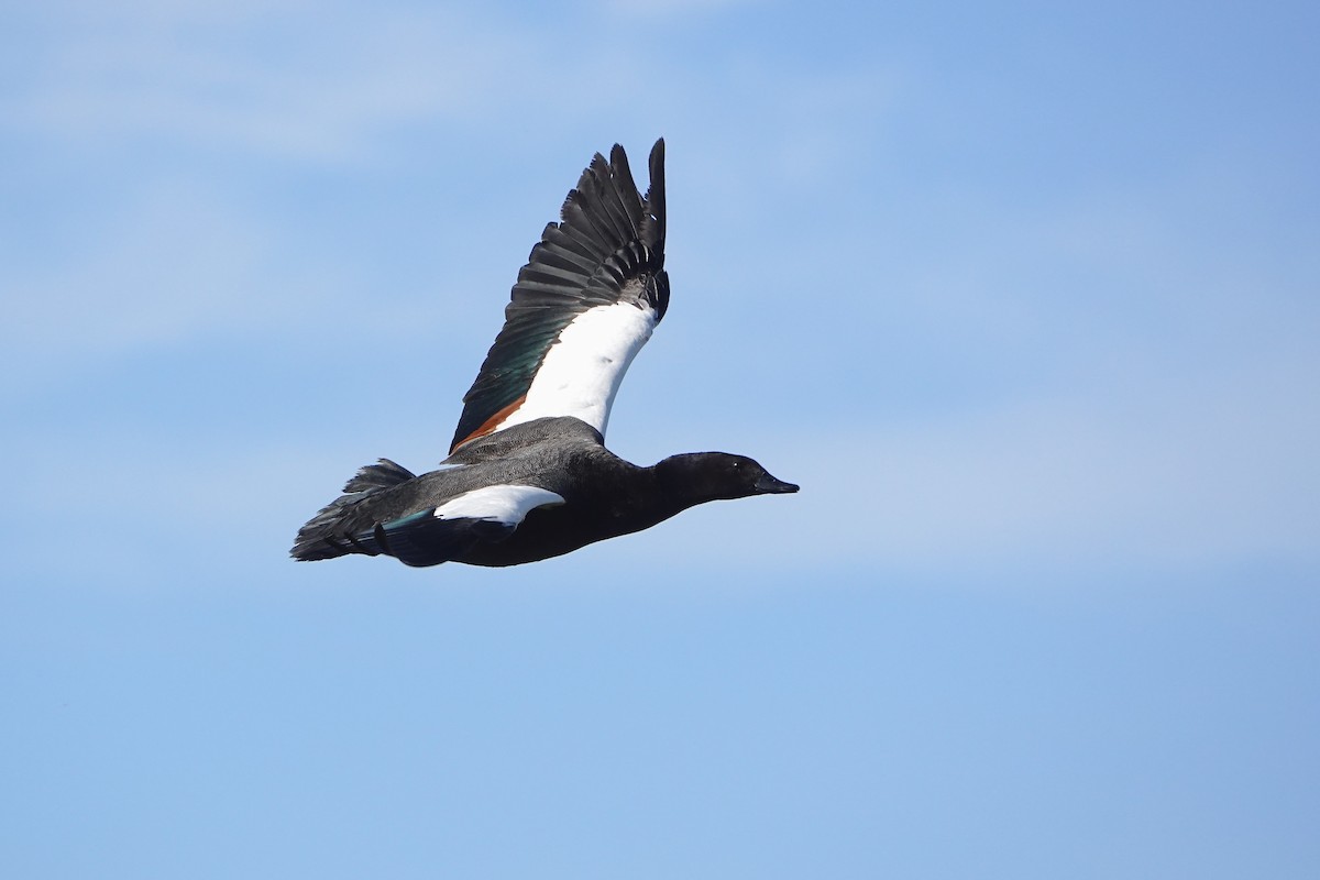 Paradise Shelduck - ML645278019