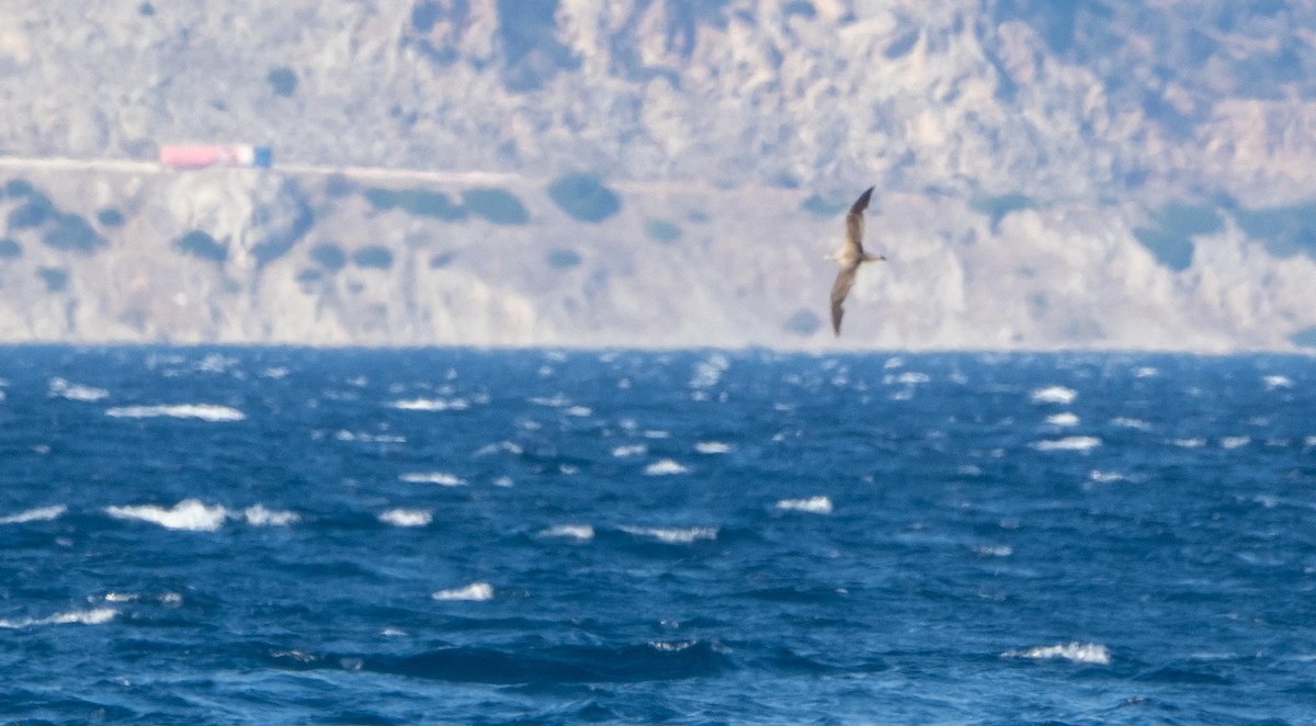 Scopoli's Shearwater - ML645278032