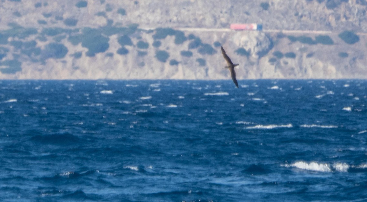 Scopoli's Shearwater - ML645278033