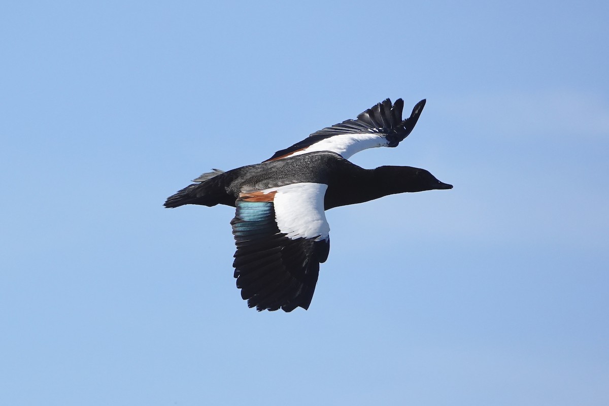 Paradise Shelduck - ML645278034