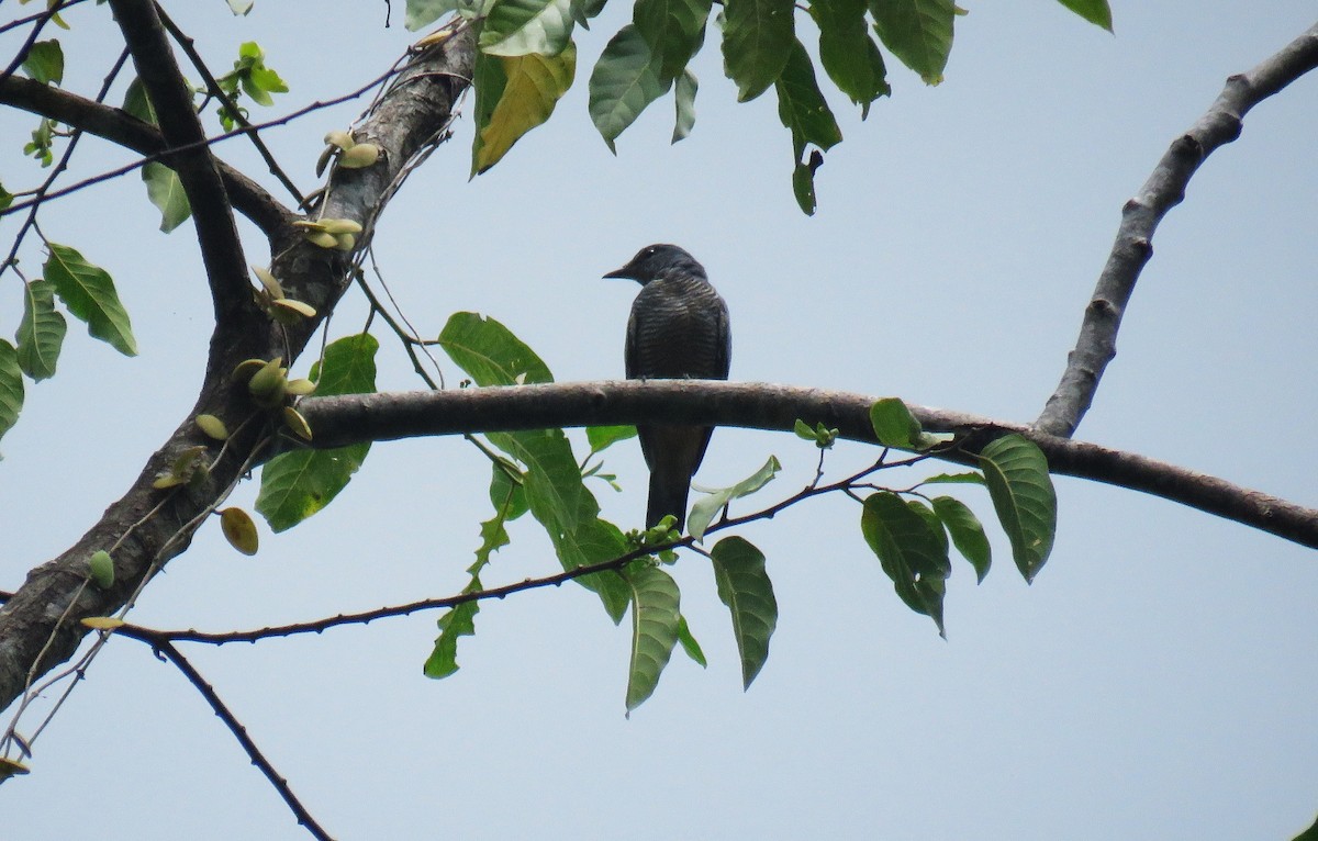 Sulawesi Cicadabird - ML645278055