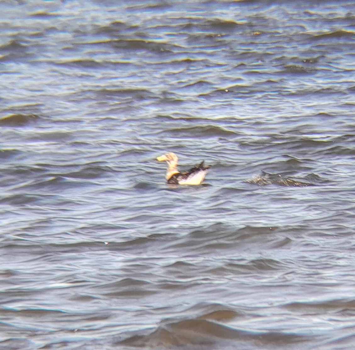 Olrog's Gull - ML645278102