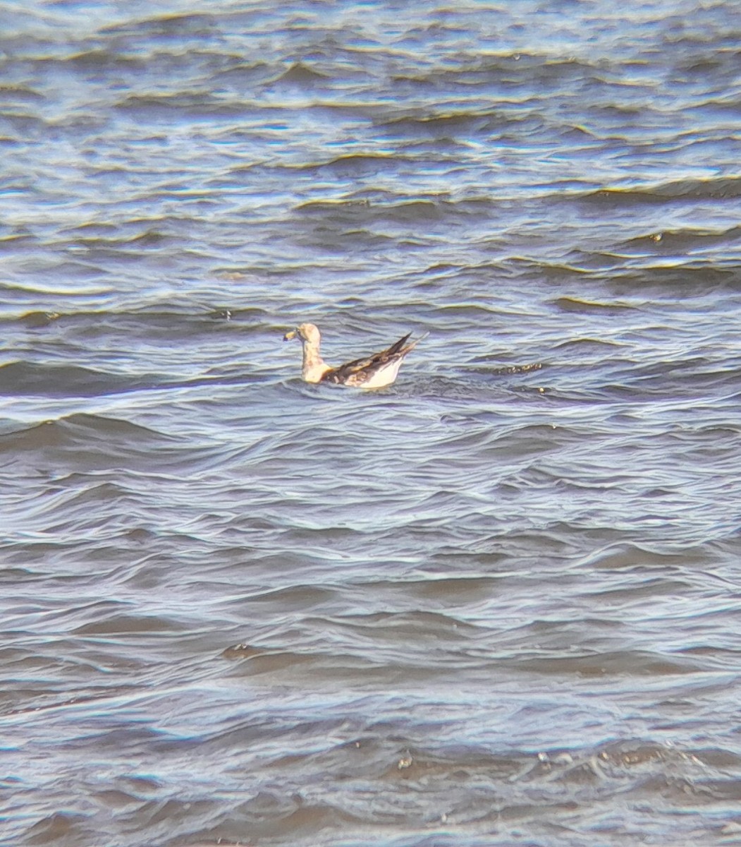 Olrog's Gull - ML645278104