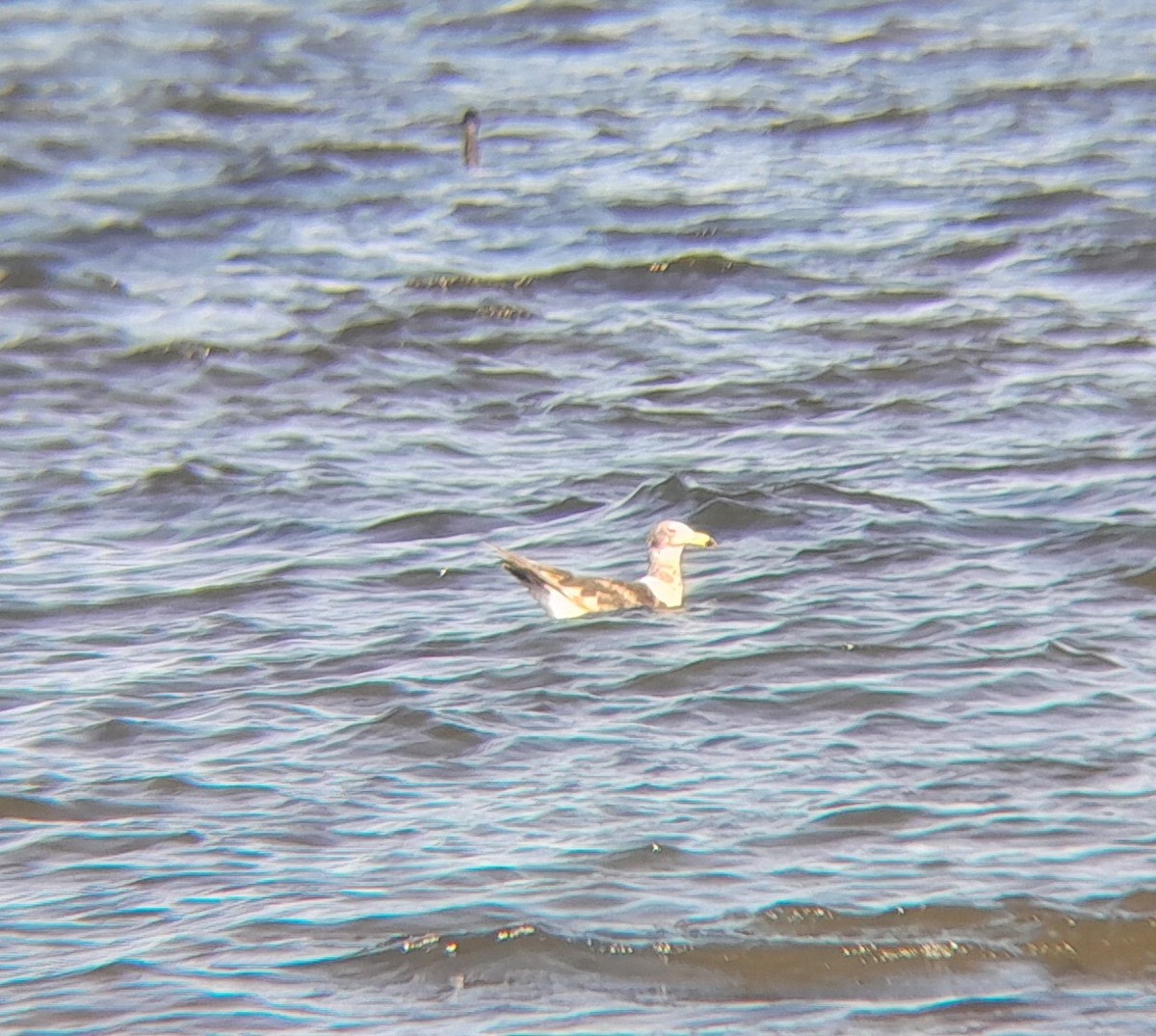 Olrog's Gull - ML645278105