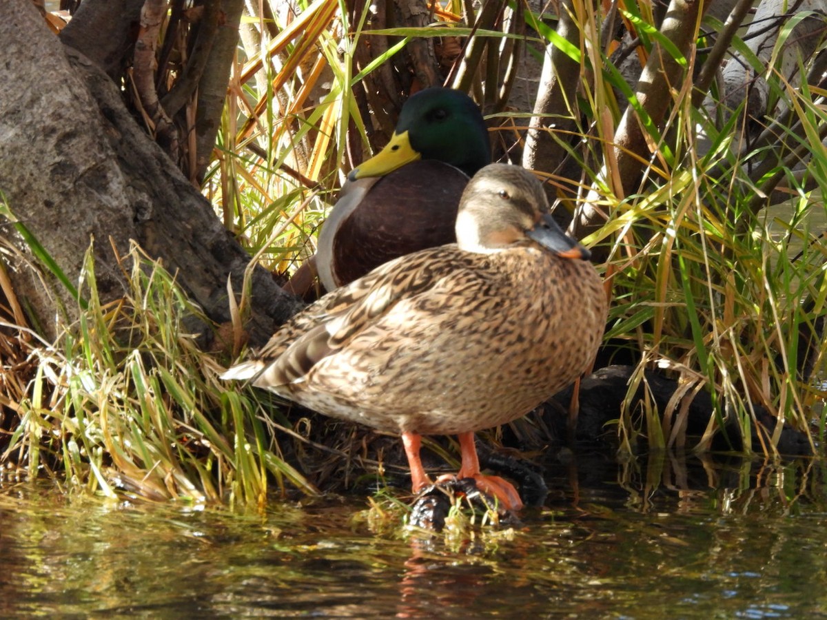 Кряква - ML645278112