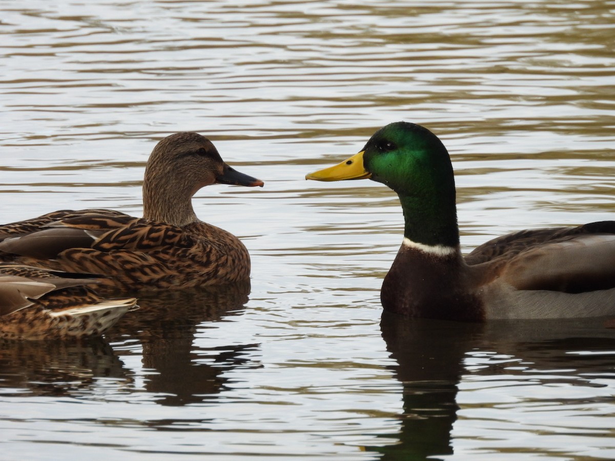 Кряква - ML645278113