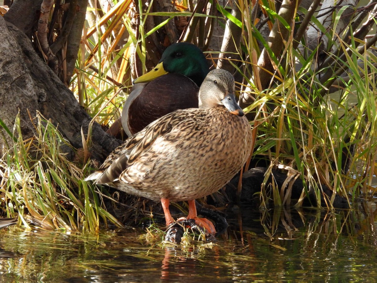 Кряква - ML645278114