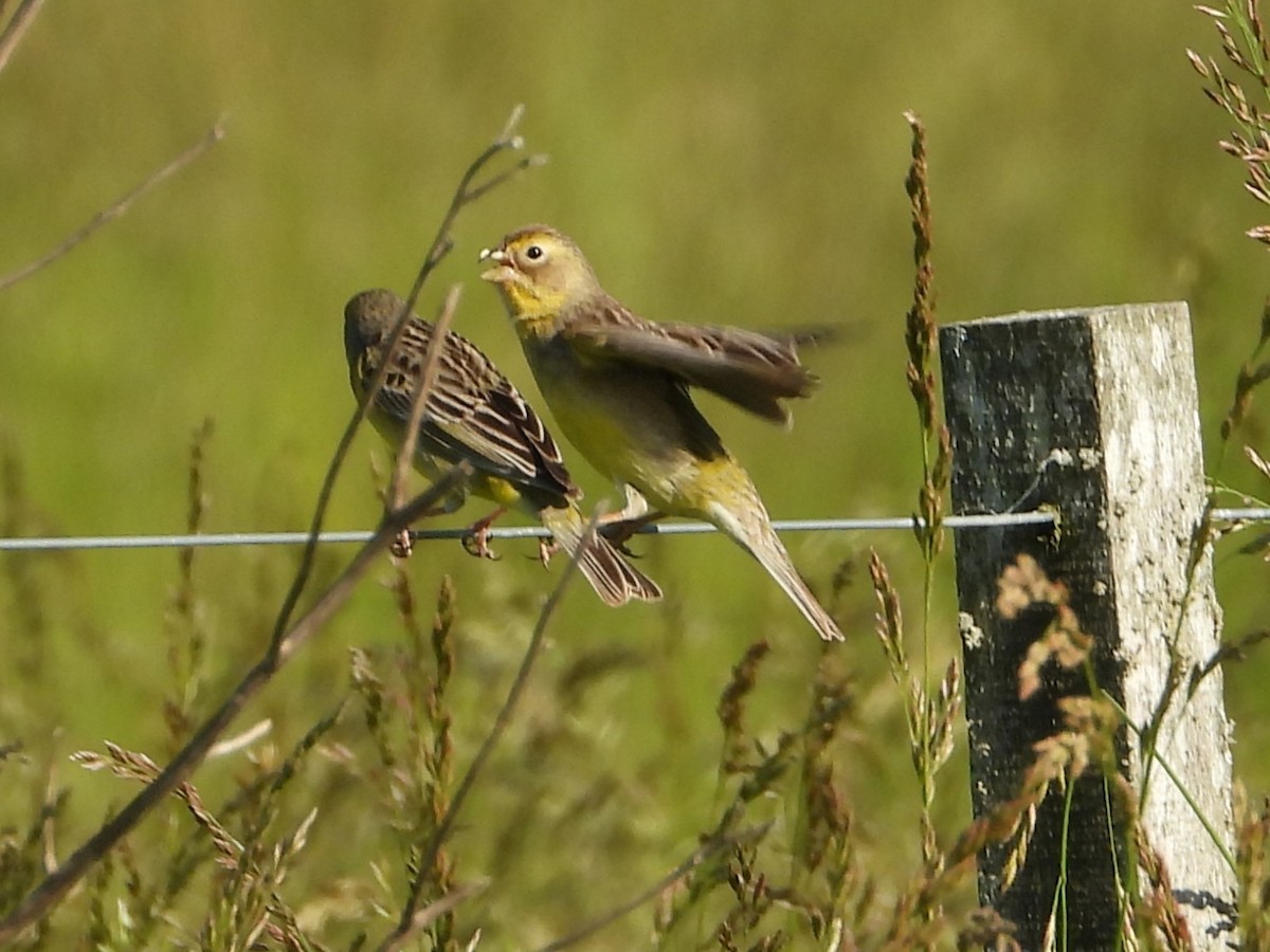 Короткоклювый зерноед - ML645278122