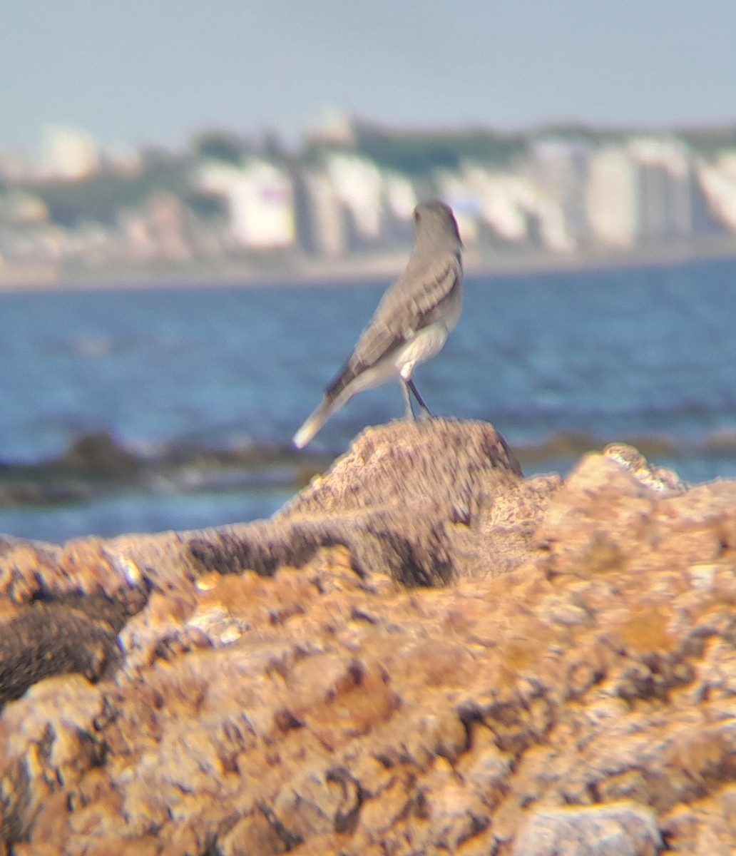 Gray Monjita - ML645278128