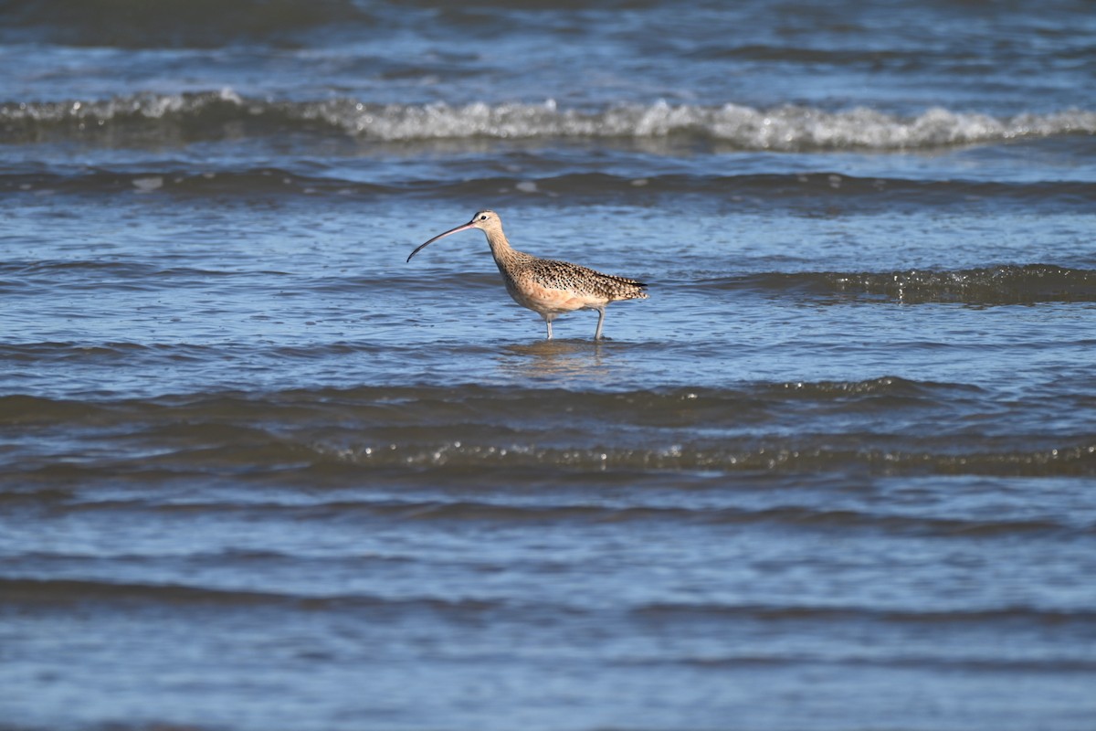 Long-billed Curlew - ML645278143