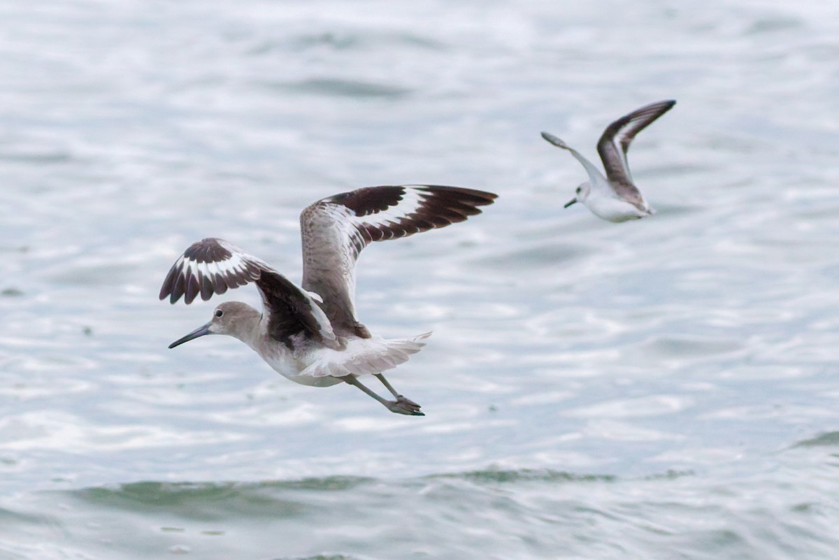 Willet - ML645278144