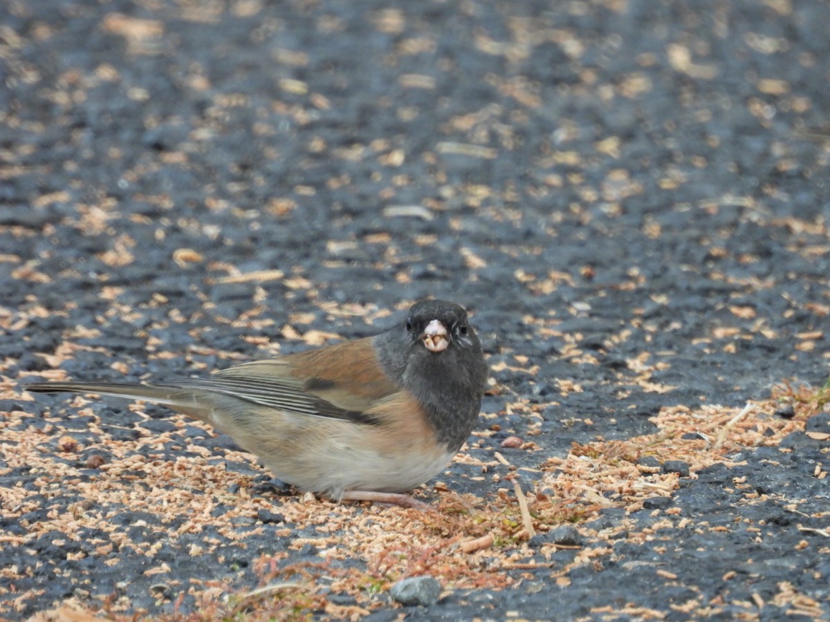 Dark-eyed Junco - ML645278145