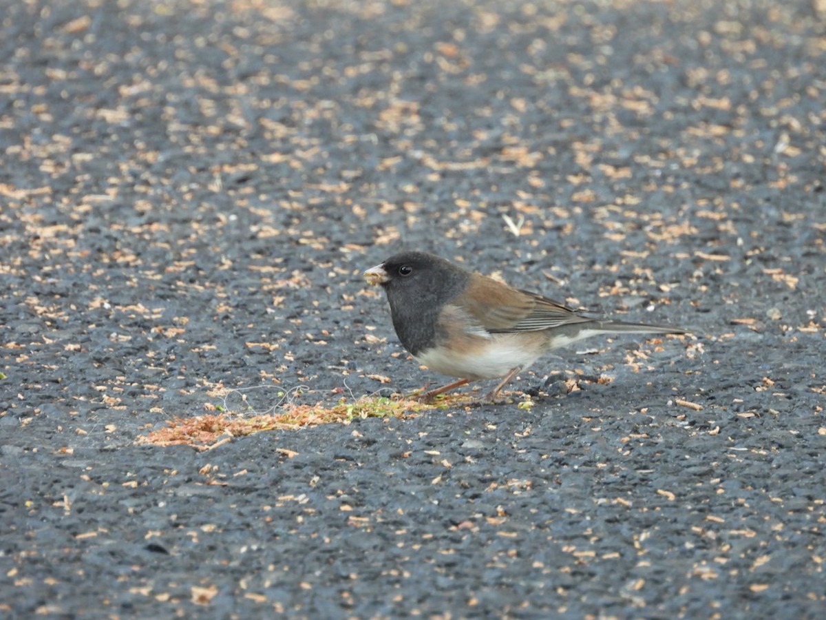 Dark-eyed Junco - ML645278146