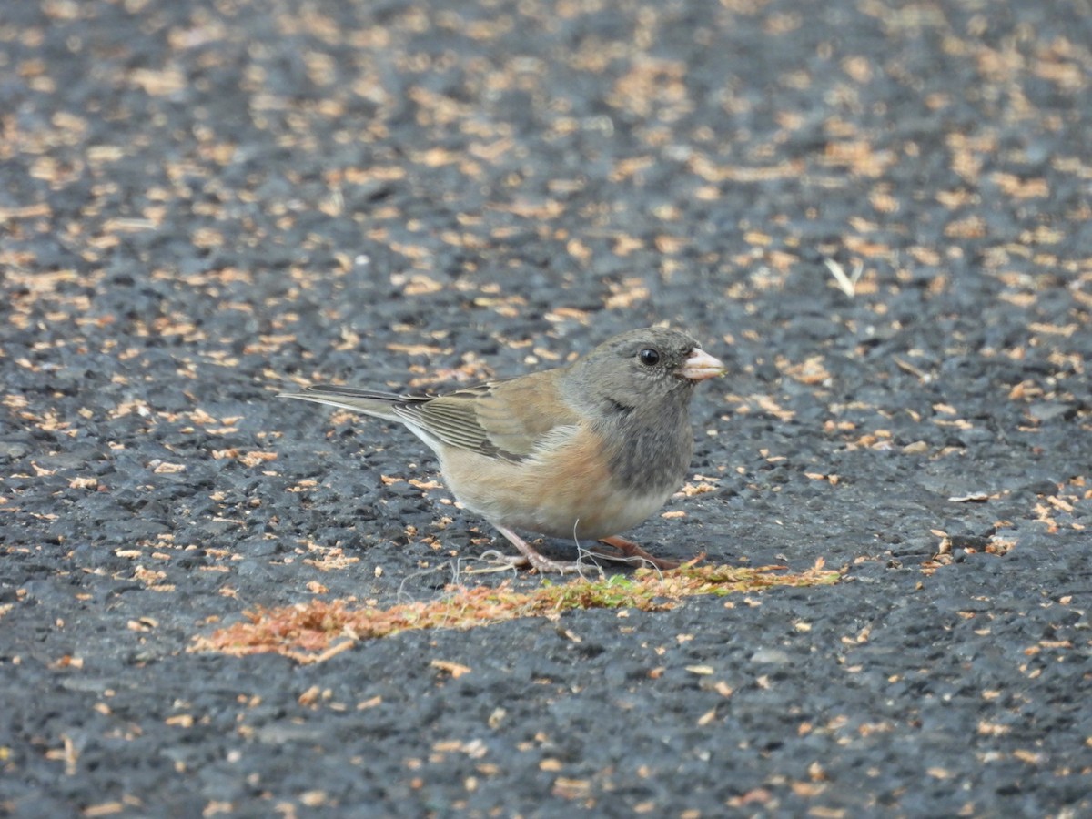 Dark-eyed Junco - ML645278147