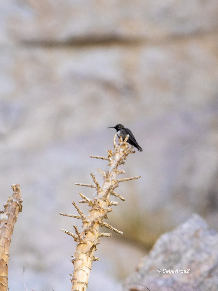 White-sided Hillstar - ML645278155