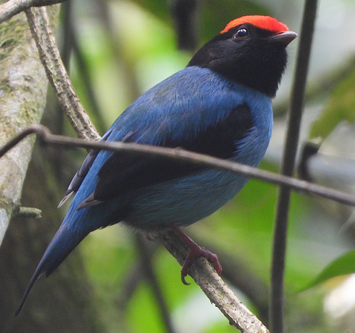 Swallow-tailed Manakin - ML645278160