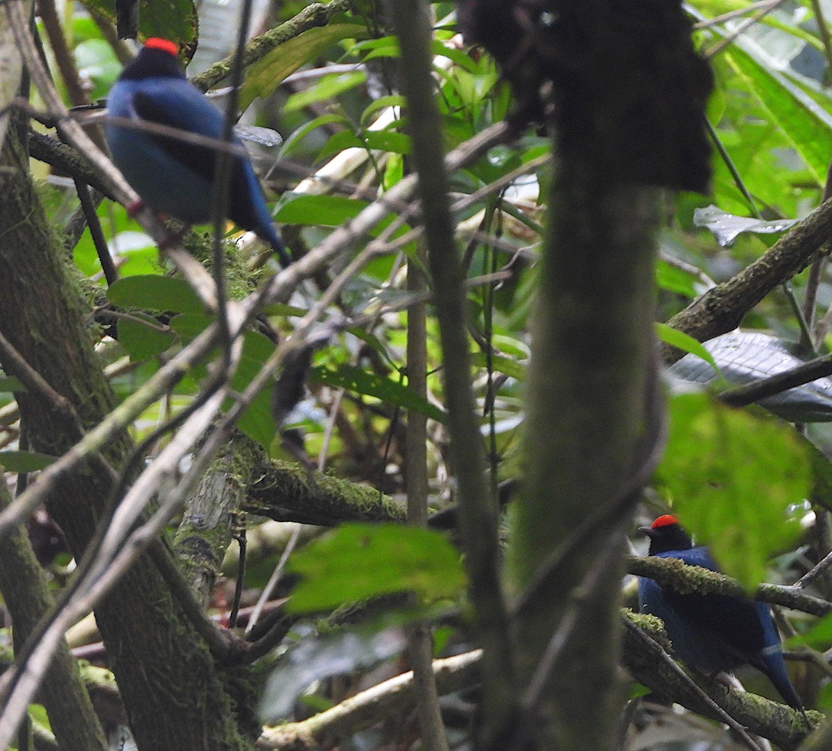 Swallow-tailed Manakin - ML645278161