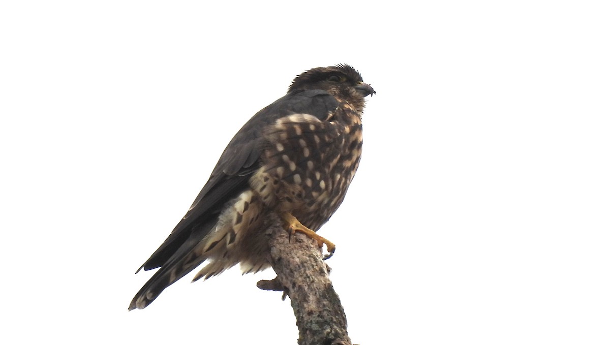 Merlin - ML645278162