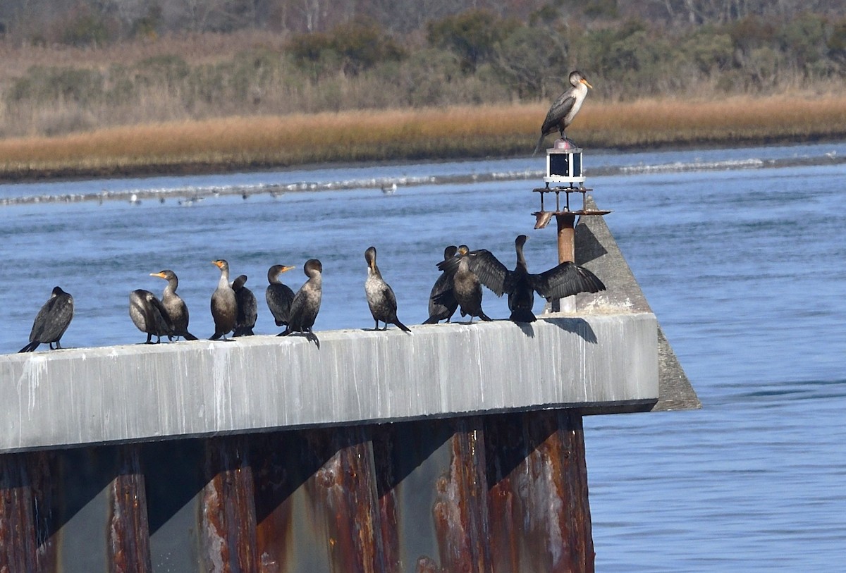 Double-crested Cormorant - ML645278163