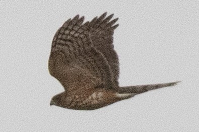 Sharp-shinned Hawk - ML645278164