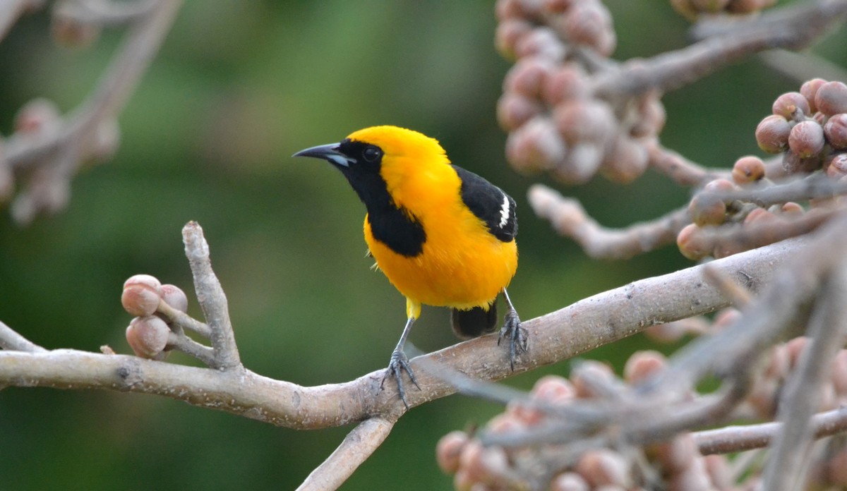 Hooded Oriole - ML645278165