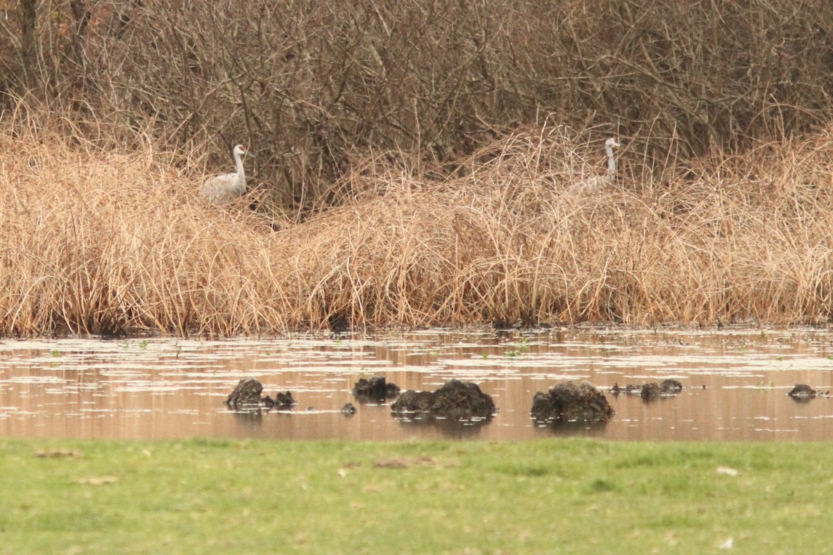 Sandhill Crane - ML645278167