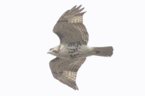 Red-tailed Hawk - ML645278168