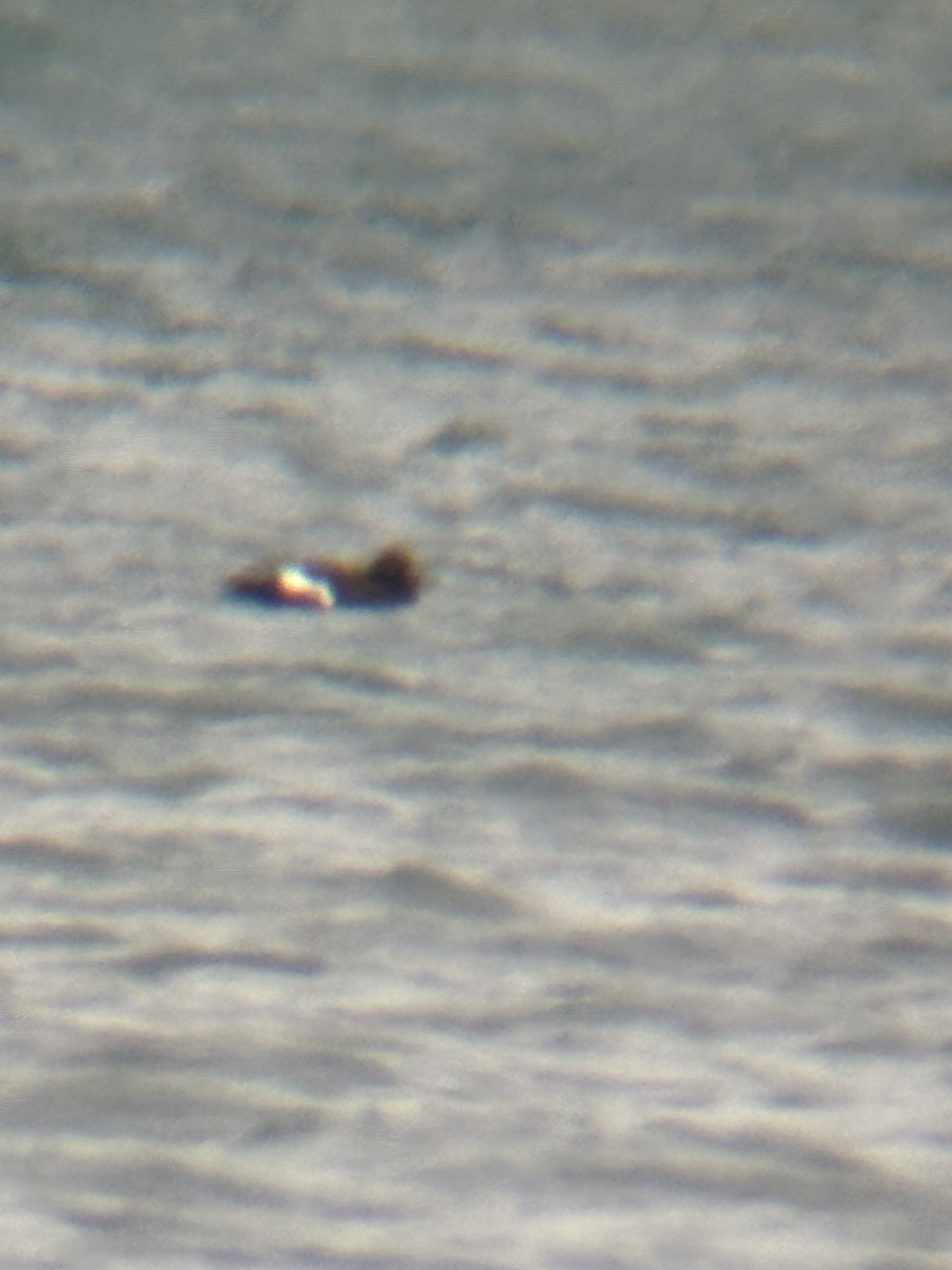 White-winged Scoter - ML645278169