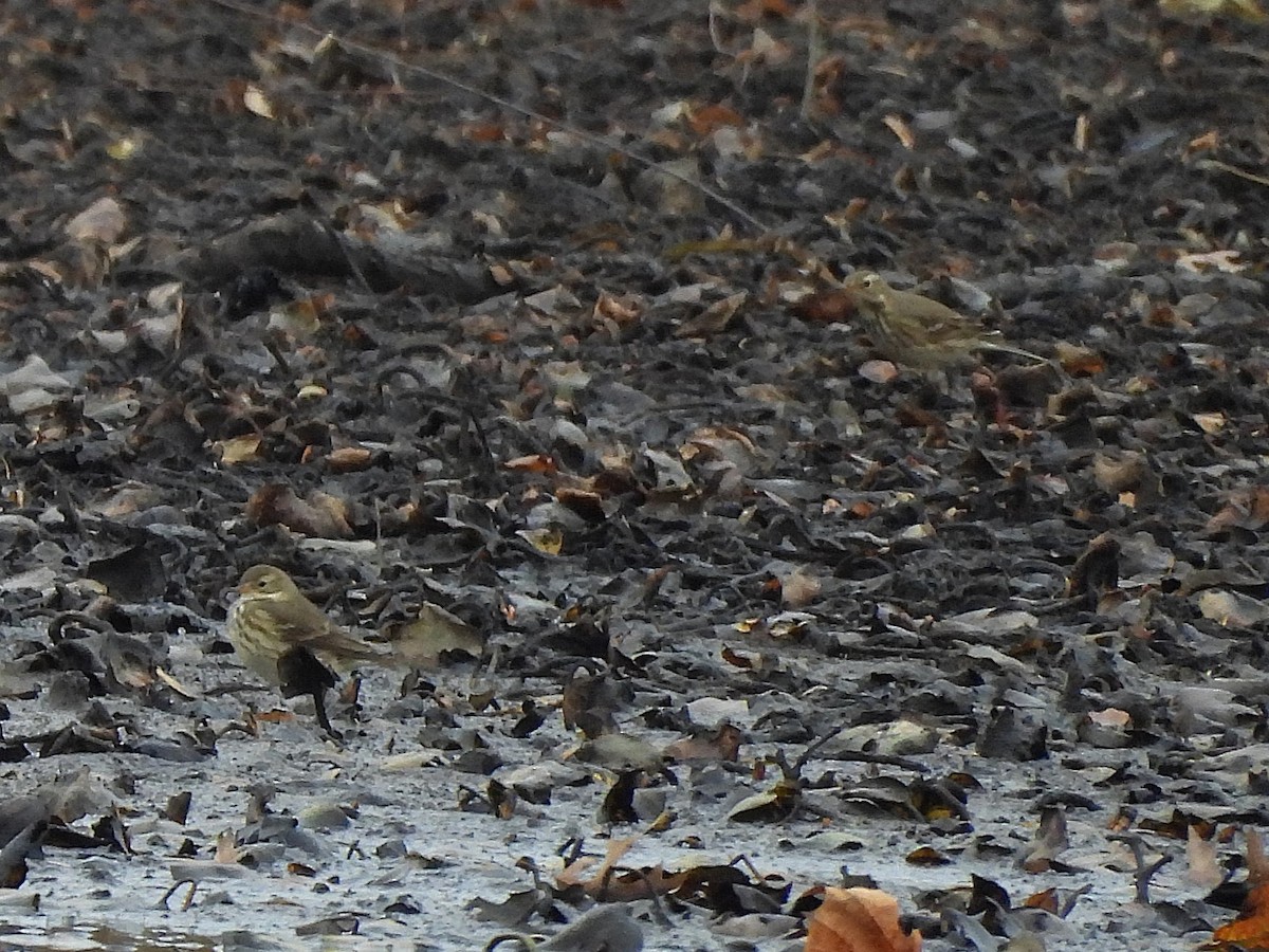 American Pipit - ML645278170