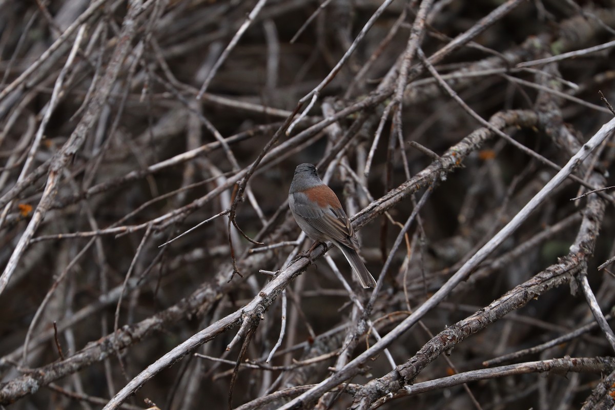 Dark-eyed Junco (Gray-headed) - ML645278171