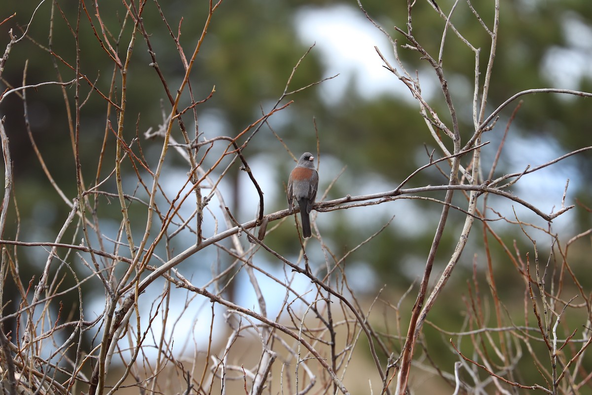 Dark-eyed Junco (Gray-headed) - ML645278172