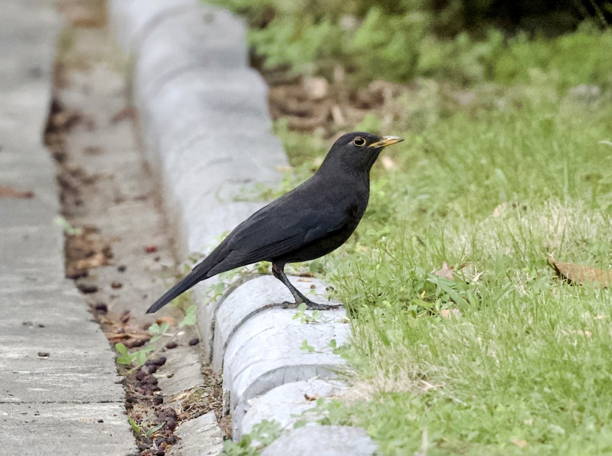 Chinese Blackbird - ML645278173