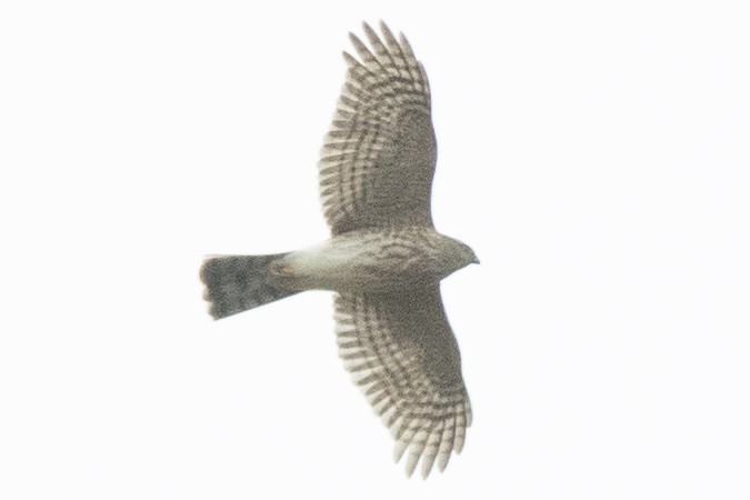 Sharp-shinned Hawk - ML645278177