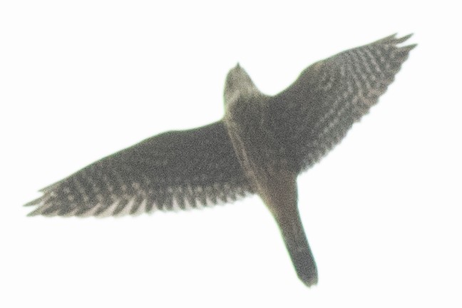 Merlin - ML645278181